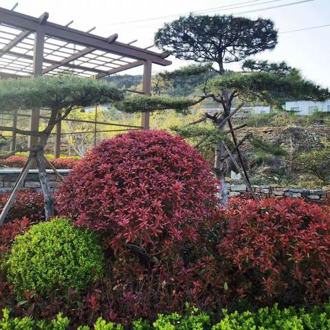半亩花田的美丽风光……带您欣赏艳丽的牡丹花🌸牡丹花儿开，人间好风景。
