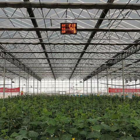 山东明利特色蔬菜：瓜果茄果类展示，