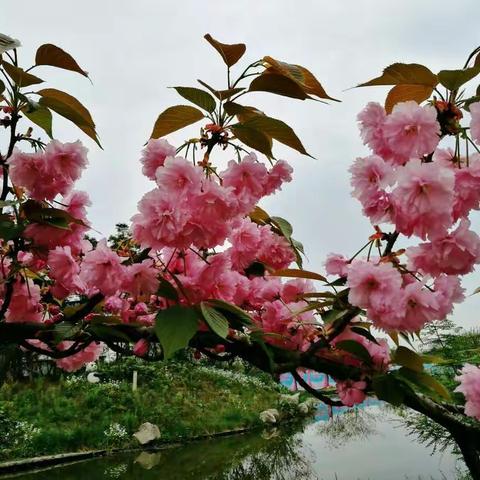 凤凰湖畔的樱花