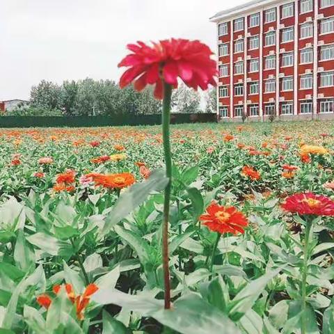 新时代国际学校四九班第十九周班级简报