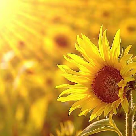 心安，便是最好的状态