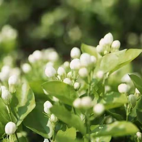 你是妈妈心中的茉莉