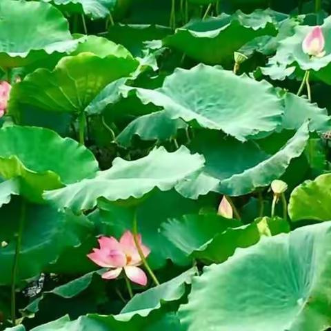 《夏秋咏荷》