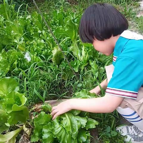 我劳动，我快乐！我要从小养成好习惯！