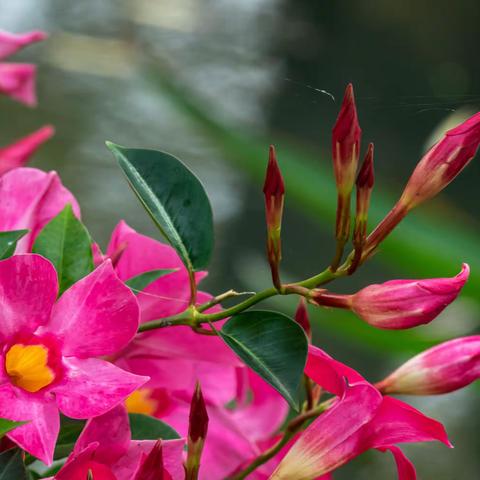 花、草、蜂鸟、树上的柿子、还有🐦鸟