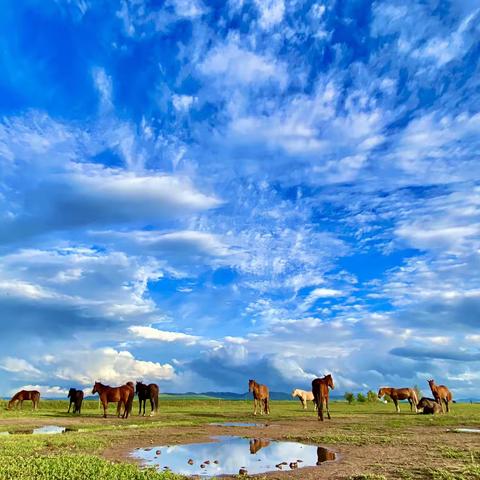 遇见美丽大草原
