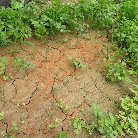 有机质和微生物菌有什么关系？种地的都需要知道两者缺一不可