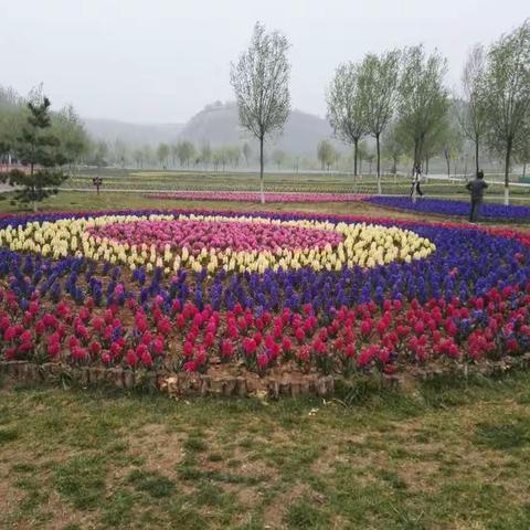 春风十里巡花路