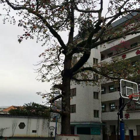 广州市名班主任培训之二中跟岗学习