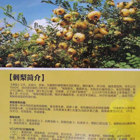 刺梨饮品 维C之王 冰镇口味更佳