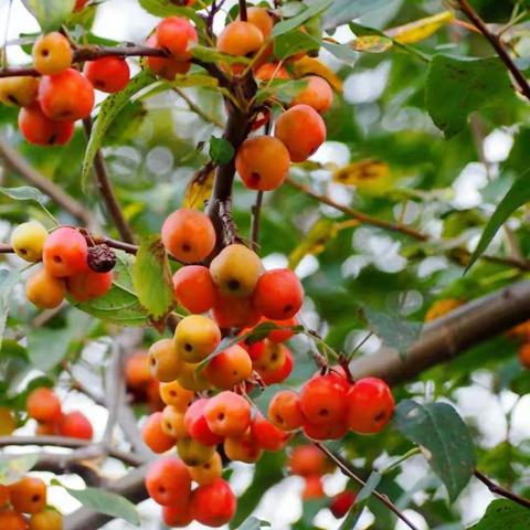 海棠果儿红，硕果累累美如画