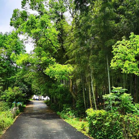 芳菲四月清溪游