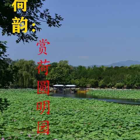 荷韵                                                            ――赏荷圆明园