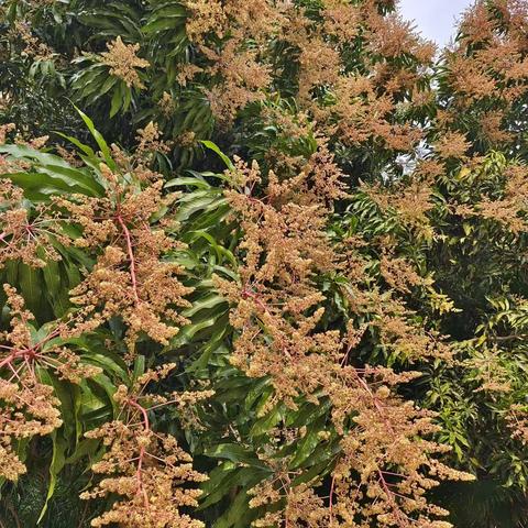 花卉大观园——海湾雨林