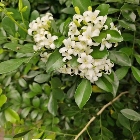 花卉大观园一海湾雨林（二）