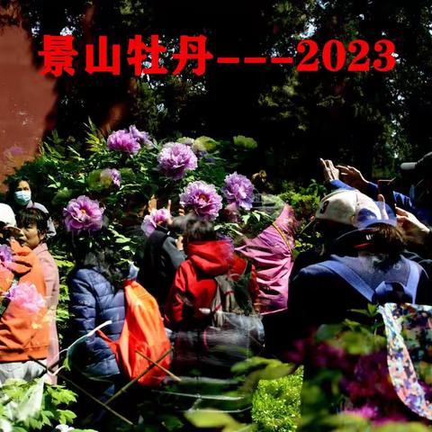 景山牡丹一一2023