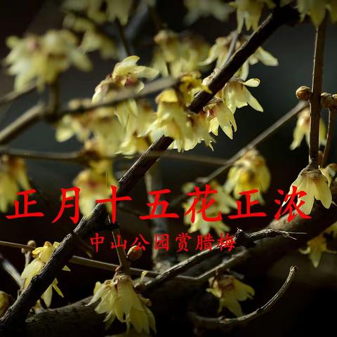 中山公园赏腊梅