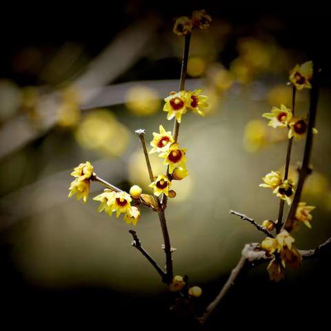 卧佛寺腊梅花正开