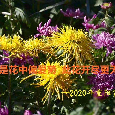 不是花中偏爱菊，此花开尽更无花，           ――2020年重阳赏菊