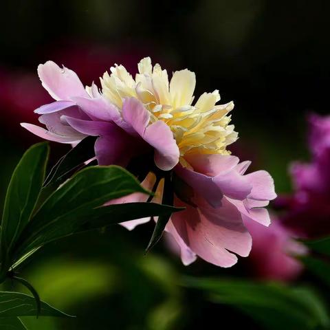 初拍“国相”芍药花