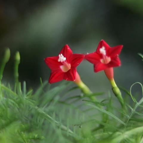 茑萝松