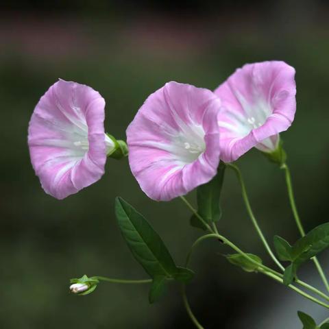 打碗花开入眼帘