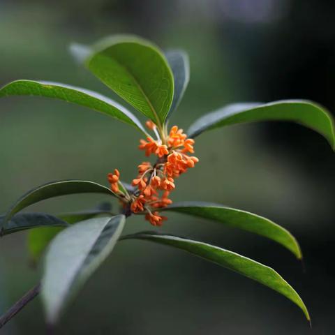 八月桂花满城开，香气四溢无绝期