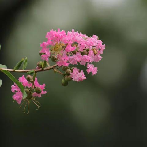 又是紫薇花开时
