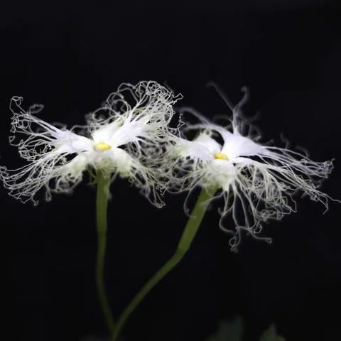 飘逸的瓜蒌花