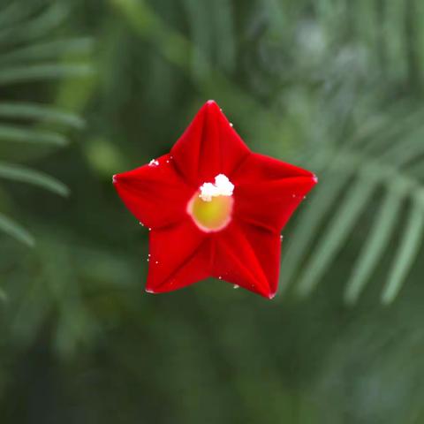 阳台的茑萝松花开爆盆