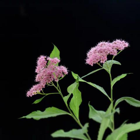 粉花绣线菊