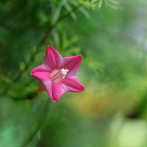 秋后茑萝花正艳
