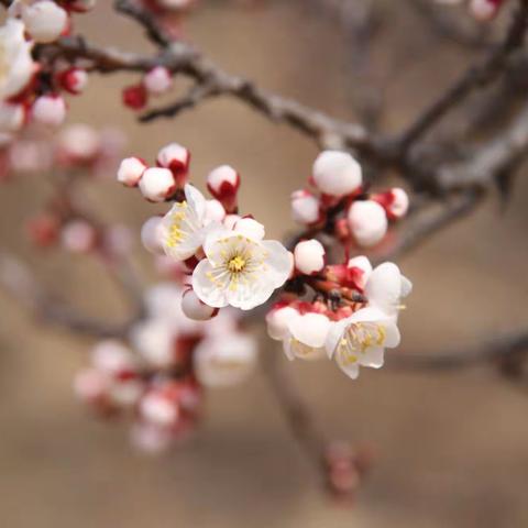 又是一年杏花开