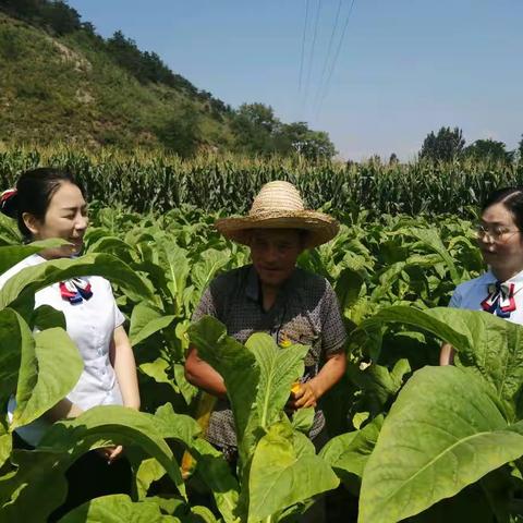 卢氏中原村镇银行 扎根深山开天地  扛稳责任尽担当