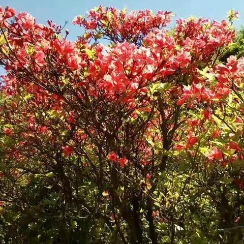 花的海洋，大风车相伴。