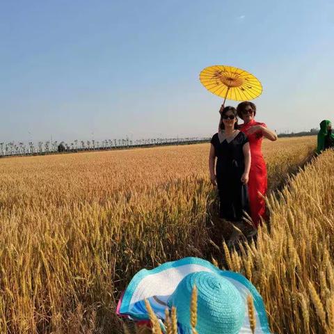 2021芒种后的一天，金色的麦田