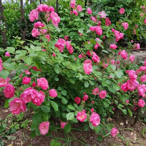 爸爸家的小花园，花儿朵朵开。