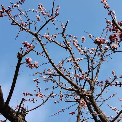 春风如贵客，一到便繁华