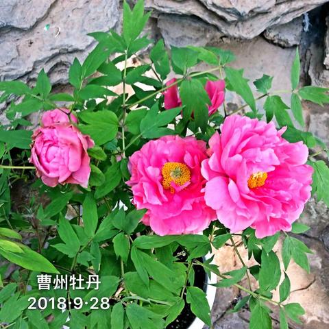 深秋百花渐淍零，温室牡丹别样红。芳香薰得游人醉，出神入画忘归程。2018年9月29日山东·菏泽