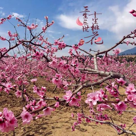 十里桃花，遇见你……