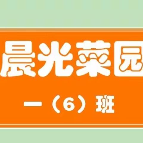 “播种希望，收获喜悦”——凤外一（6）班晨光菜园实践活动纪实