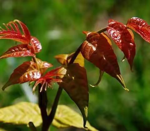 幼儿园里的香椿树      大一班      2018.4.24