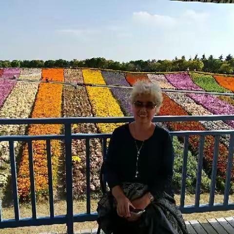 重阳赏菊
