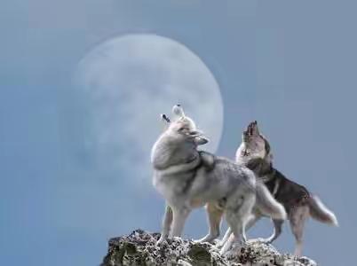 狼嚎是最好听的美声