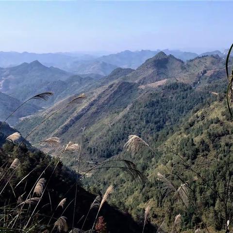 二叠纪盆地相菊石—英文专辑在美出版 .....（副本）