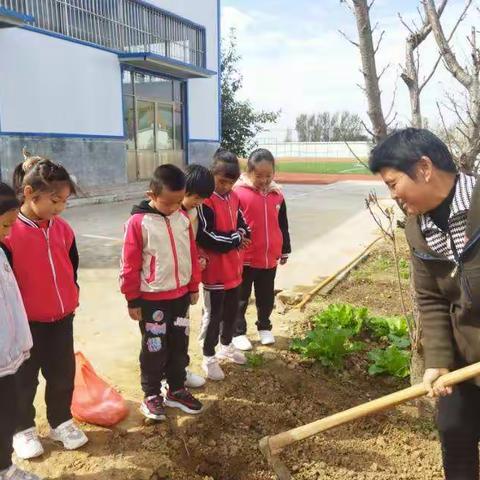 播种希望，静等收获--孔村小学一年级综合实践活动