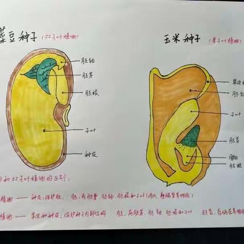 【长安二初】制作生物标本，知识内化于心——长安二初七年级生物寒假实践作业优秀作品展