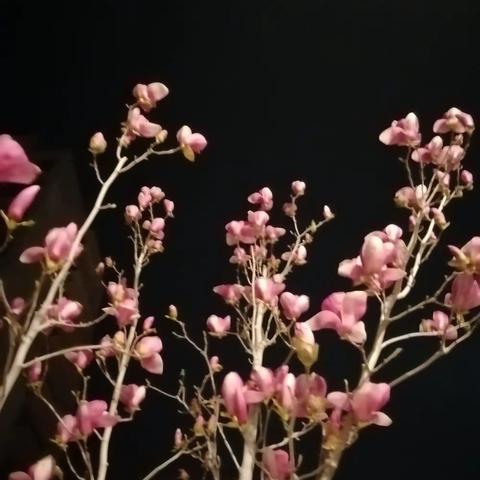 夜赏三月花