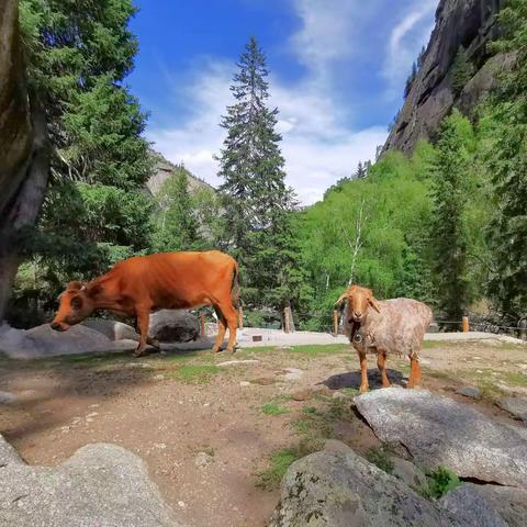 大美新疆之北疆行 ，（2021.6.18∽2021.6.28）