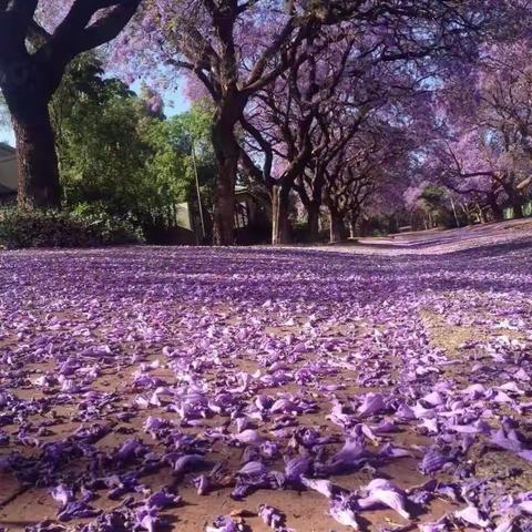 🇿🇦彩虹之国～～南非行，（2017.9.20-2017.9.27）